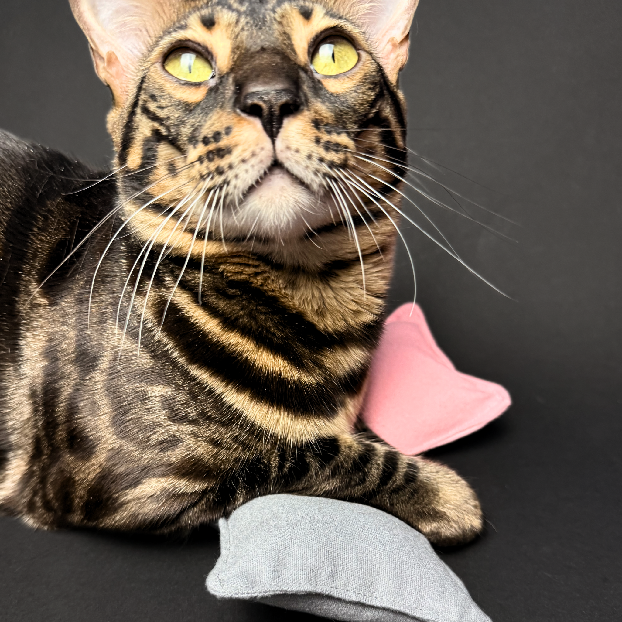 Malý bavlněný polštářek se šantou kočičí