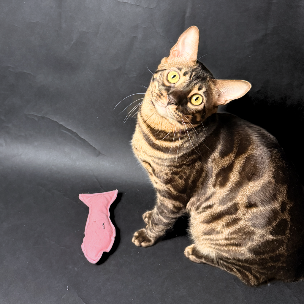 Rybička pro kočky s mixem bylin