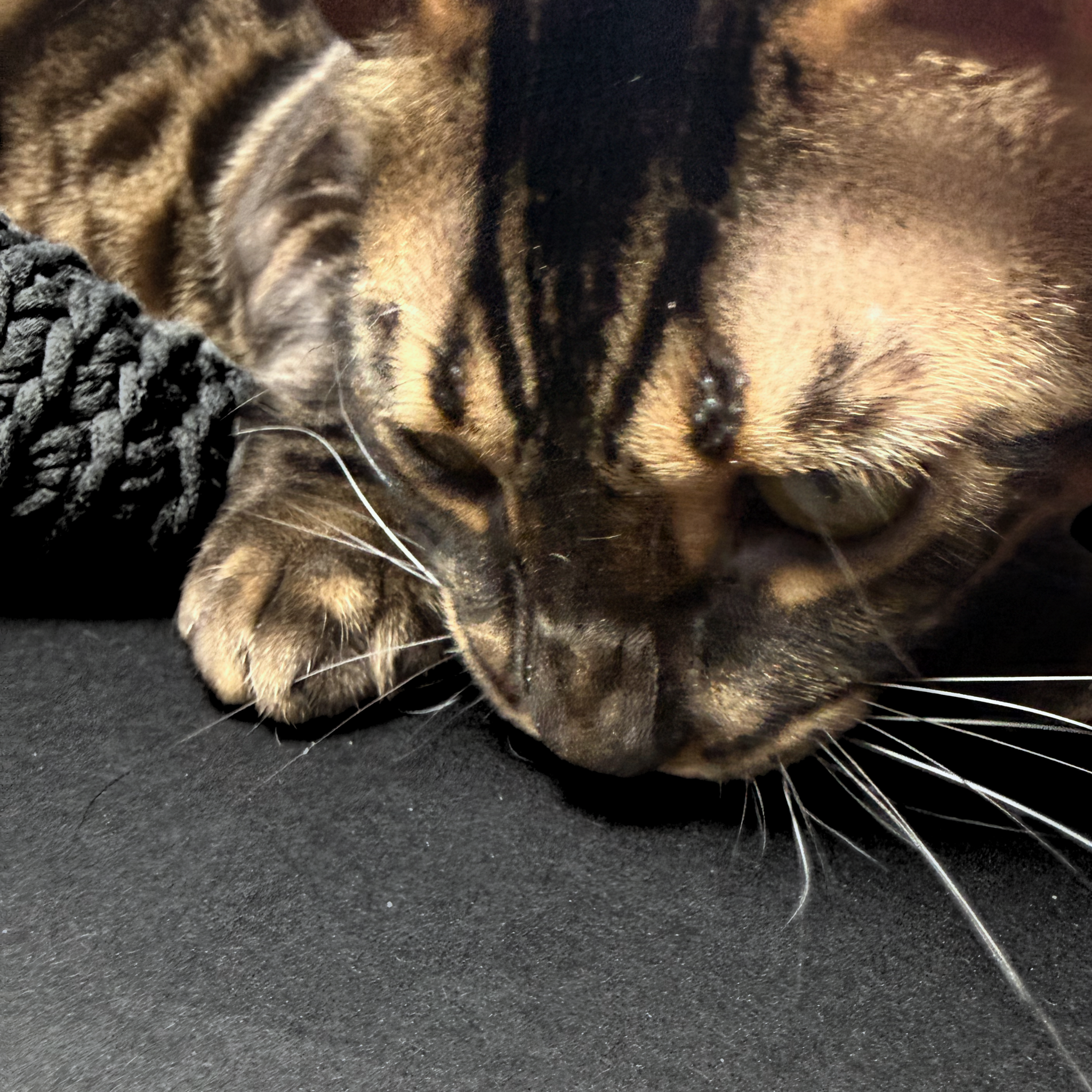 Bavlněná myš pro kočky s mixem bylin