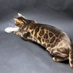 Rybička pro kočky s mixem bylin