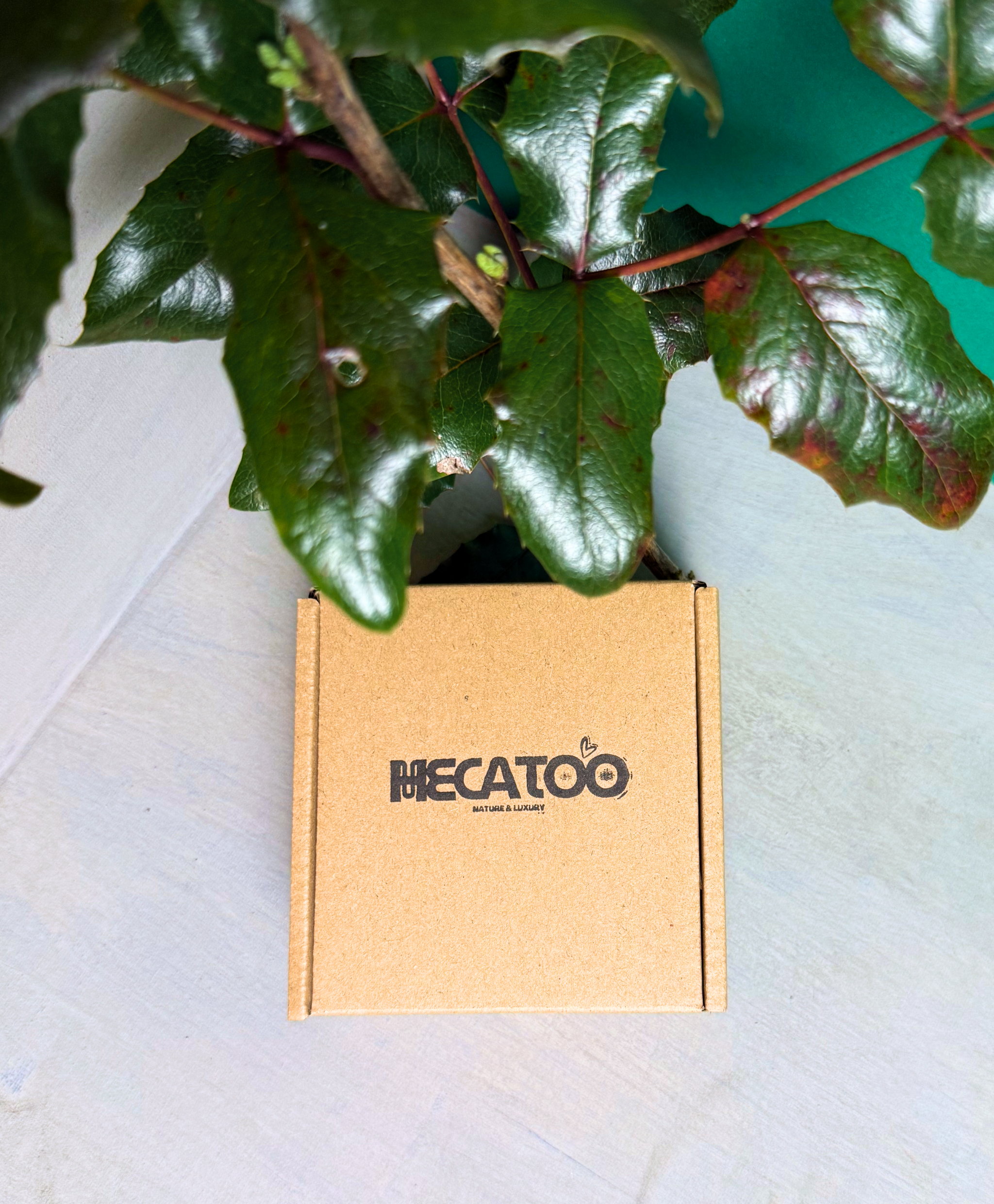 Vánoční WISH BOX Hecatoo™